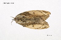 藏品(細紋黃毒蛾)的圖片